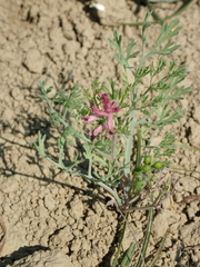 Fumaria vaillantii