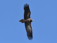 Egyptian Vulture photo 3