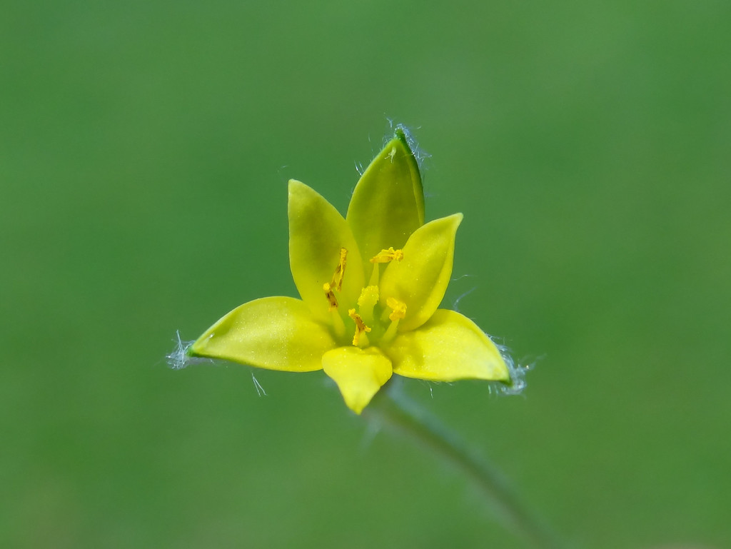 Hypoxis aurea (Hypoxis aurea)