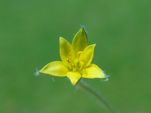 Image of Asia Star-Grass (Hypoxis aurea) by no rights reserved