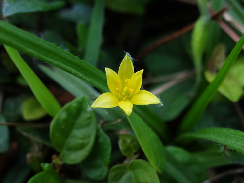 Image of Asia Star-Grass (Hypoxis aurea) by no rights reserved
