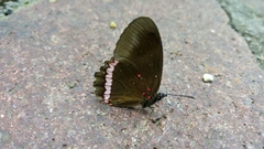 Biblis