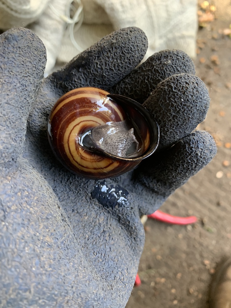 Fraser's Banded Snail from Hilltop Rd, Avalon Beach, NSW, AU on May 16 ...