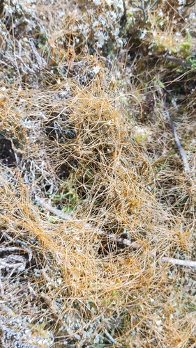 Salt Flats Dodder (Cuscuta salina)