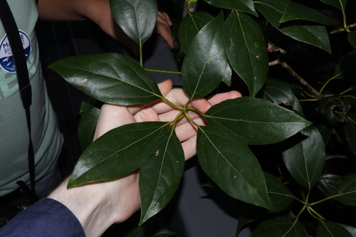 Image of Neolitsea australiensis by (c) Thomas Mesaglio, some rights reserved (CC BY)