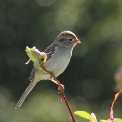 Field Sparrow photo 6