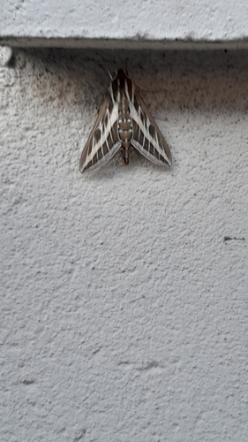 Hyles livornica