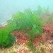Broadleaf Sea Lettuce - Photo (c) Hana, some rights reserved (CC BY-NC), uploaded by Hana