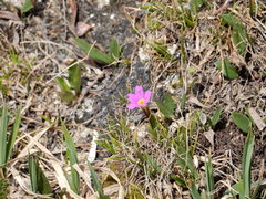 Primula angustifolia