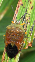 Piezosternum calidum