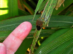 Piezosternum calidum