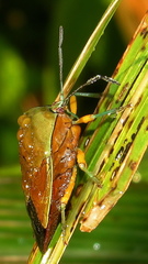 Piezosternum calidum