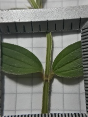 Pterogastra divaricata