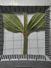 Pterogastra divaricata