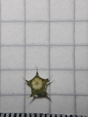 Pterogastra divaricata