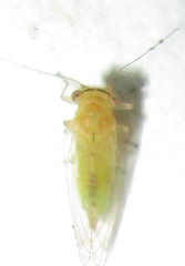 Platycorypha nigrivirga