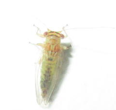 Platycorypha nigrivirga