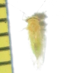 Platycorypha nigrivirga