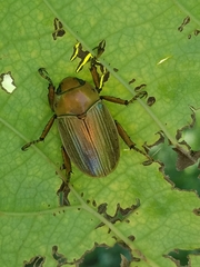 Pelidnota strigosa
