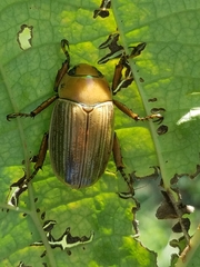 Pelidnota strigosa