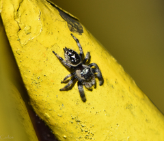 Phidippus bidentatus