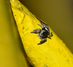 Phidippus bidentatus