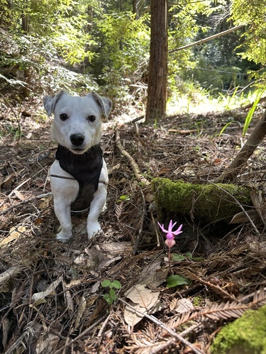 Calypso bulbosa iNat (1)