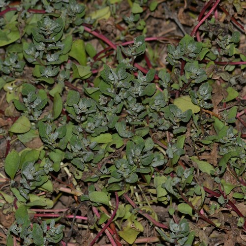 Tetragonia echinata (Tetragonia echinata)