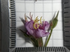 Pterogastra divaricata