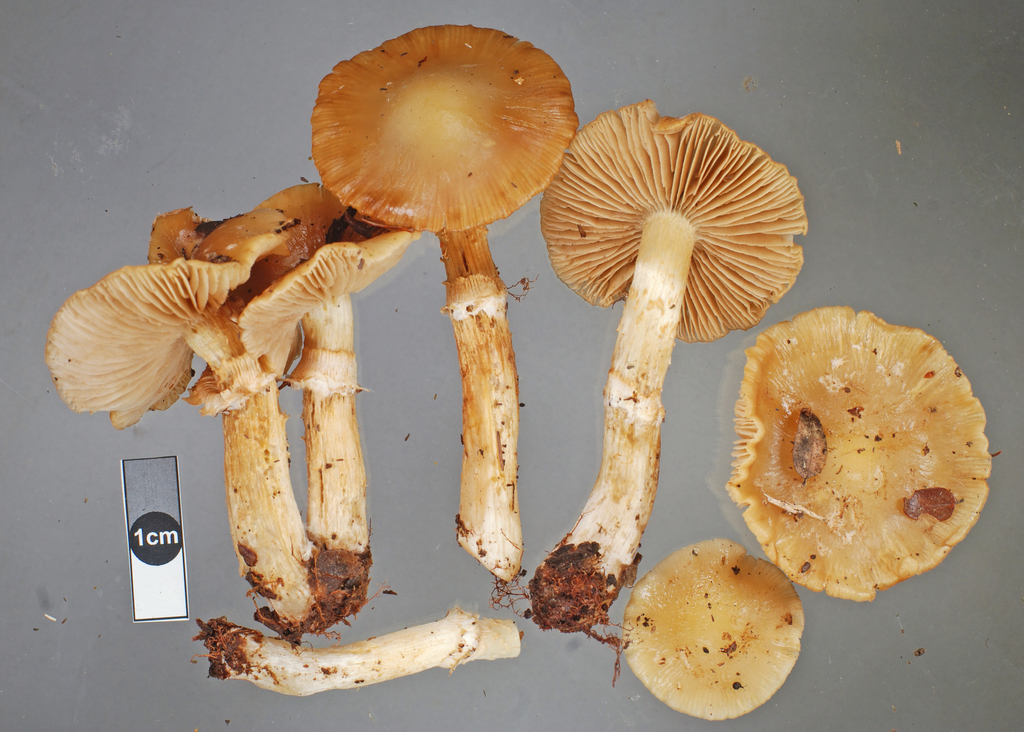 Cortinarius pseliocaulis