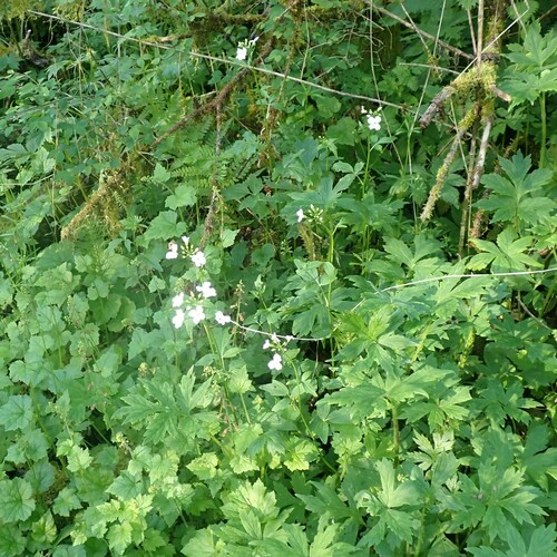 Image of Seaside Bittercress (Cardamine angulata) by (c) giantcicada, some rights reserved (CC BY)