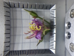 Pterogastra divaricata