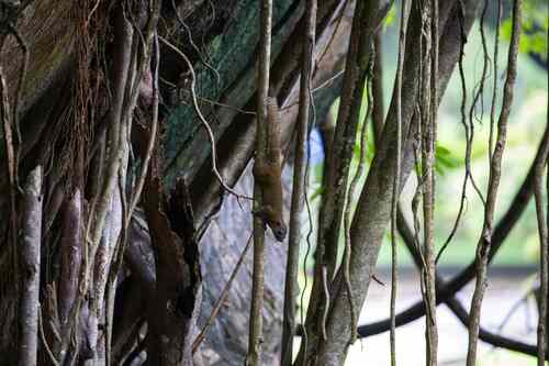 Gray-bellied Squirrel