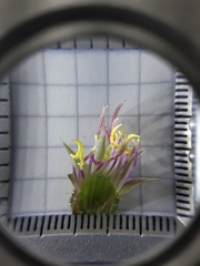 Pterogastra divaricata