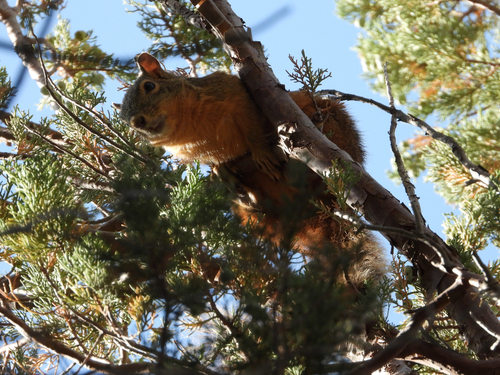 Mexican Fox Squirrel