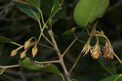 Mimusops obtusifolia image