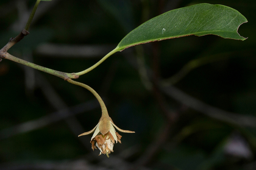Mimusops obtusifolia image