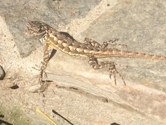 Sceloporus occidentalis