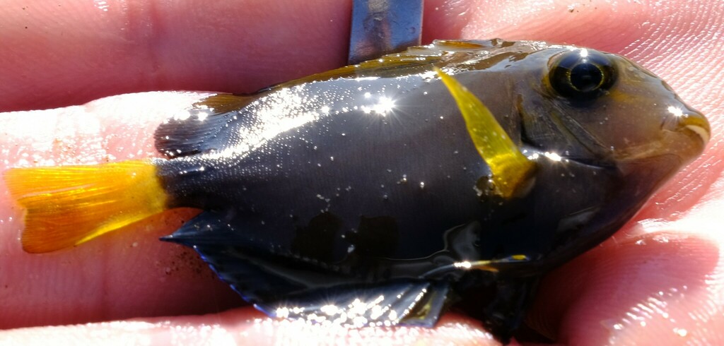 Eyestripe surgeonfish
