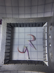 Pterogastra divaricata