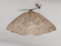 Drepanulatrix secundaria