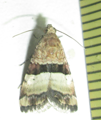 Pseudozarba bipartita