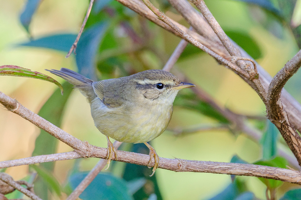 Yellow-streaked Warbler from Maclehose Trail Sec. 9, Tai Lam, Hong Kong ...