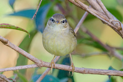 Phylloscopus armandii