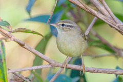 Phylloscopus armandii