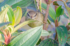 Phylloscopus armandii