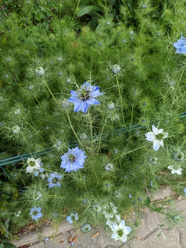 Nigella damascena