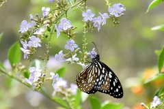 Tirumala limniace limniace