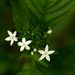 Pentas micrantha wyliei - Photo (c) Bart Wursten, some rights reserved (CC BY-NC), uploaded by Bart Wursten