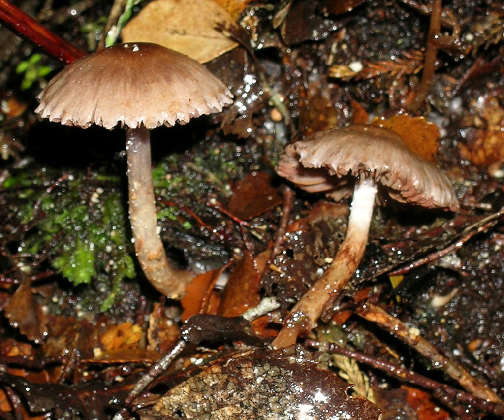 Cortinarius rattinoides